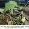 argynnis adippe daghestan praepupa daghestan